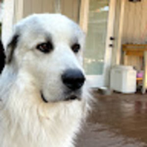 Meet your Posher, Lenh